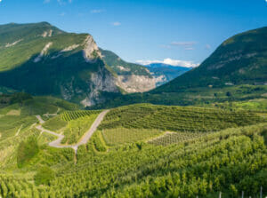 Mountains and vineyard landscape
